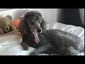 My dog part 4 - The yawn of 019.
