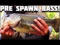PreSpawn Bass Fishing Using A Whopper Plopper And A Fluke ! | Indiana Bass Fishing