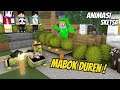 Lucu Youtuber Musim Durian - Minecraft Animation