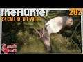 The Hunter Call of the Wild ★ Zurück im Yukon bei den Karibus [202] Let's Play Deutsch