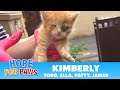 Family of kittens almost thrown into the trash - we got there just in time! #kitten