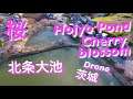 北条大池 池の周辺の桜並木　　茨城県　2020年3月　Japan Cherry blossom around Hojo pond drone shot　DJI MAVIC 2 PRO