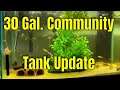 30 Gallon Community Tank Update & I want your questions!