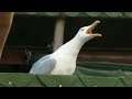 Funny Birds Shoplifting At Stores And More Funny Stuff Compilation (Must Watch)