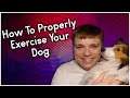 Getting Your Dog Exercise!| Pupdate #46 | MumblesVideos