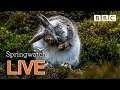 Cute wildlife cams Day 8 Part 2  🐰🐿🐣 | BBC Springwatch