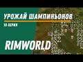 Урожай шампиньонов ⏺ Колония Котанов ⏺ Прохождение Rimworld HSK, 11 сезон, 10 серия