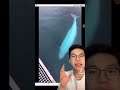 Seekor paus beluga mengembalikan ponsel pria ini yang terjatuh dalam lautan..