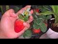 Homegrown Strawberry | Farm Fresh Fruit Ninja | Strawberry in Dubai