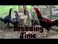 Breeding Time daming chickay Shamo chickens