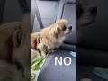NOT THE VET | Tibbie | Tibetan Spaniel #shorts