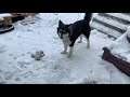 Alaskan malamute playing snow her 3rd Winter