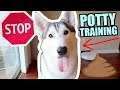 3 Easy Steps To Know When Your Husky Needs To Go Potty!