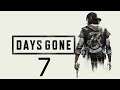 Directo  De Days Gone | Gameplay , Episodio #7 |Ps4 Pro 1080p|