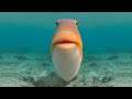 🐟 what you gonna do if a fish pulls up on you like this?