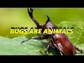 Are Bugs Animals?