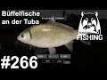 Büffelfische an der Achtuba 🎣🐋 | Russian Fishing 4 #266 | Deutsch | UwF