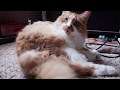Oliver T. Cat