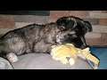 Super Cute American Akita Foster Puppy Squeaking Her Plush Animal Toy on the Dog Bed