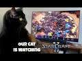 Cat Watching StarCraft 2 on TV