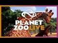 Ungulate Stables | Planet Zoo LIVE