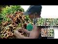 Let's harvest ginger | part 2 Lola Felisa's daily routine | B. BROTHERS
