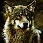 Nintenloup Wolf (FR)