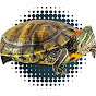 Sweme TuRtleS