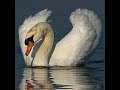 REAL LIFE---------DAY 14------- LIFE GOES ON FOR ANIMALS----BEAUTIFUL SWANS