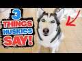 3 Things Siberian Huskies Try To Say To Humans Everyday! (HUSKY LANGUAGE DECODED!)