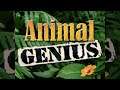 Main Theme - Animal Genius