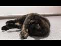 Gratuitous Cat Video - 3 (Floppy Poppy)