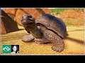 🔴 Indoor Tortoise Habitat | Planet Zoo | BETA | Live Stream |