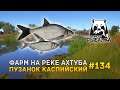 Фарм на реке Ахтуба. Пузанок Каспийский - Русская Рыбалка 4 #134