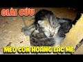 Mèo hoang lạc mẹ tập 1 ( Baby wild cat ) | Văn Hóng