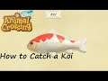 Animal Crossing: New Horizons - How to Catch a Koi