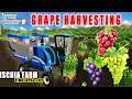 Mechanical Grape Harvesting! | Ischia Farm | Timelapse #02 | Farming simulator 19