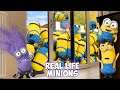 Real Life Minions Compilation! Must See!