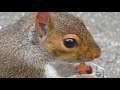 #Vlog Monday 21st September #2020: #Feeding the #squirrels at #GrovePark #WestonsuperMare #WSM #uk