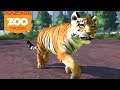 UM TIGRE, DOIS TIGRES, TRÊS TIGRES!!! - Zoo Tycon Ultimate #03