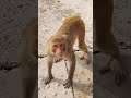 Monkeys On Platform at Jaipur, Rajasthan #support #subscribe #shorts #youtubeshorts