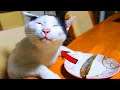 Here Are Some Hilarious CATS, Just To Brighten Your Day - Funniest CAT videos 😂😂