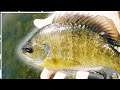Small JIG fishing CATCHES Fish! | Urban Pond Fishing | Bluegill, Crappie, Bass | Bank Fishing Tips