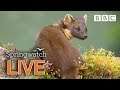 Cute wildlife cams 11 June Part 1 🐦🐿🐣 | BBC Springwatch