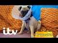Playful Pug Puppy Pancake Gets Treated for Her Eye Ulcers | Paul O'Grady: For The Love Of Dogs
