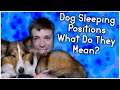 Sleeping Positions of your dog and what they mean! | Pupdate #48 | MumblesVideos