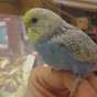 Budgie and Aviary Birds “birdman”