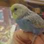 Budgie and Aviary Birds