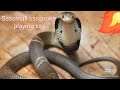 Sssssmall hisssing sssnake playing Baldi's Basicssss....!