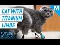 This Cat Has 3D-PRINTED TITANIUM LIMBS | Future Blink